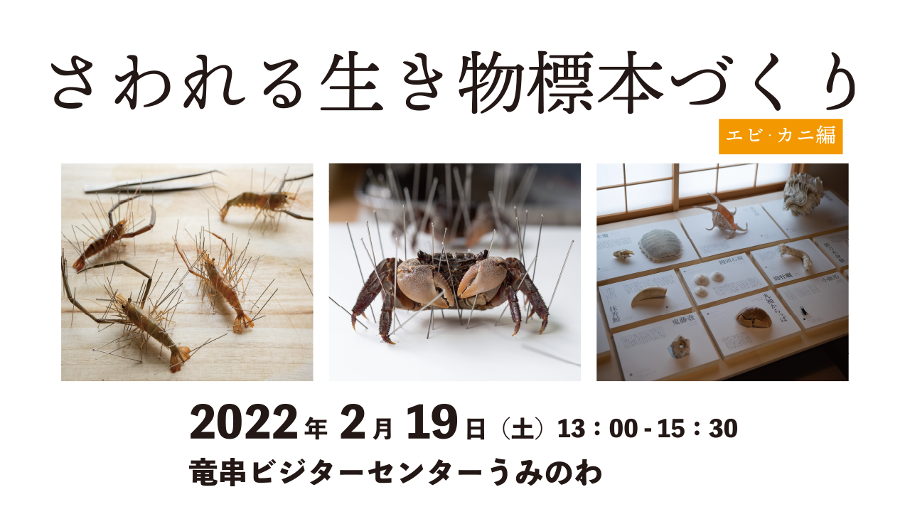 3月27日開催「さわれる生き物標本づくり～エビ・カニ編～」レポート|土佐清水ジオパーク公式サイト